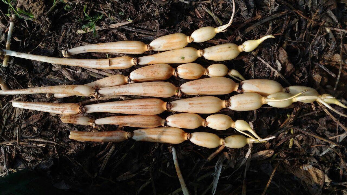Root Plus